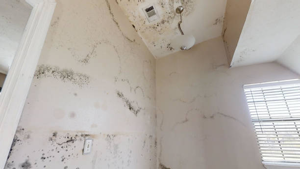 Mold Removal for HVAC Installations in Boyne City, MI