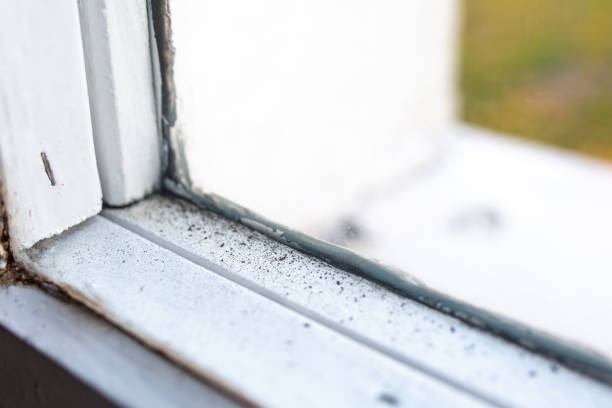 Trusted Boyne City, MI Mold Removal Experts
