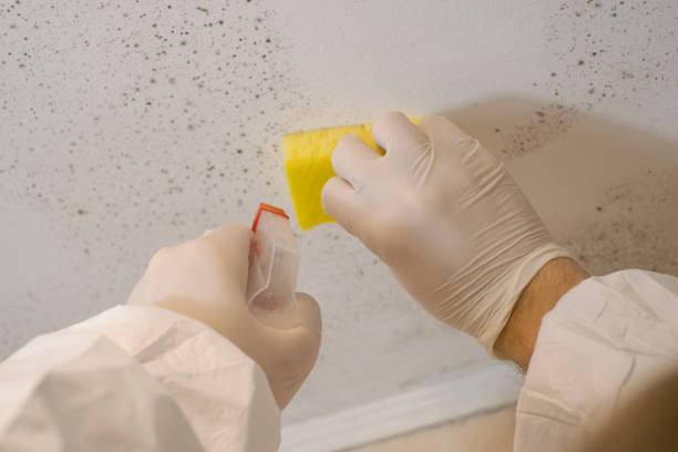 Best Real Estate Mold Inspection  in Boyne City, MI
